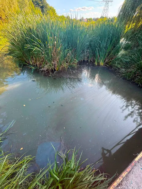 Забруднення водойм у Борщагівці: що відомо про стан довкілля