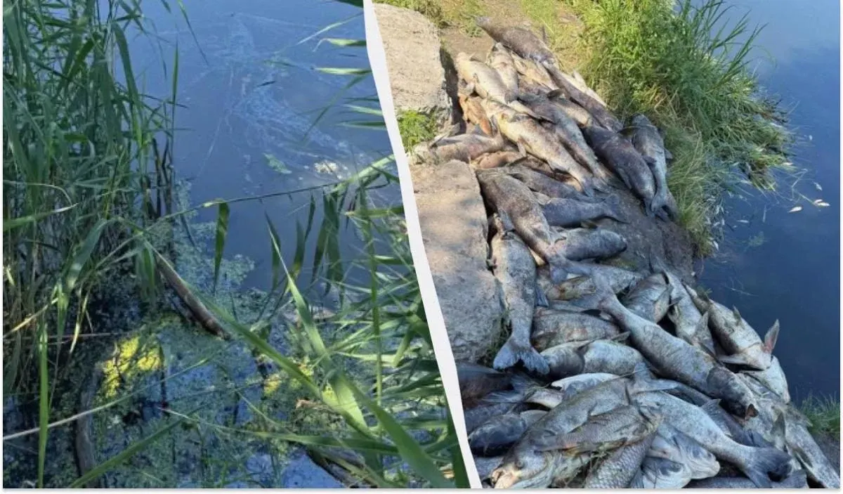 Екологічна надзвичайна ситуація на Київщині: у трьох водоймах загинуло близько трьох тонн риби
