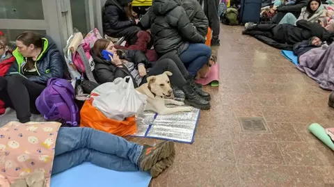 Укриття з тваринами: правила безпеки для власників у Борисполі