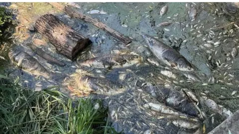 Забруднення водойм на Борщагівщині: що відомо про стан води