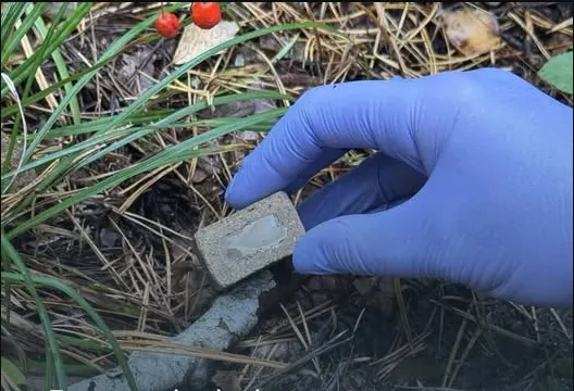 У лісопарках Києва розкладуть понад 8 тисяч принад із вакциною від сказу