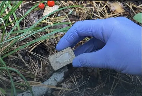 У лісопарках Києва розкладуть понад 8 тисяч принад із вакциною від сказу