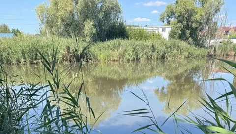 Масова загибель риби у водоймах Борщагівки: мешканців просять бути обережними