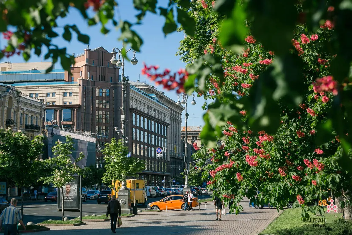 У Києві розробляють план порятунку каштанів: що саме перевіряють фахівці