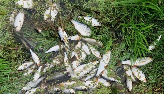 На Київщині просять утриматися від риболовлі через загибель риби в Ірпені
