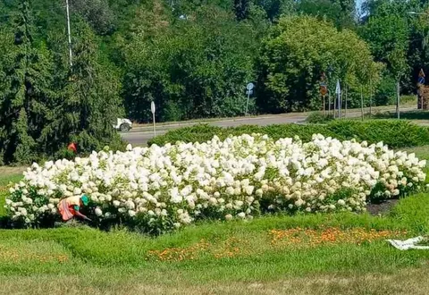 На Броварському проспекті гортензії виросли у зріст людини