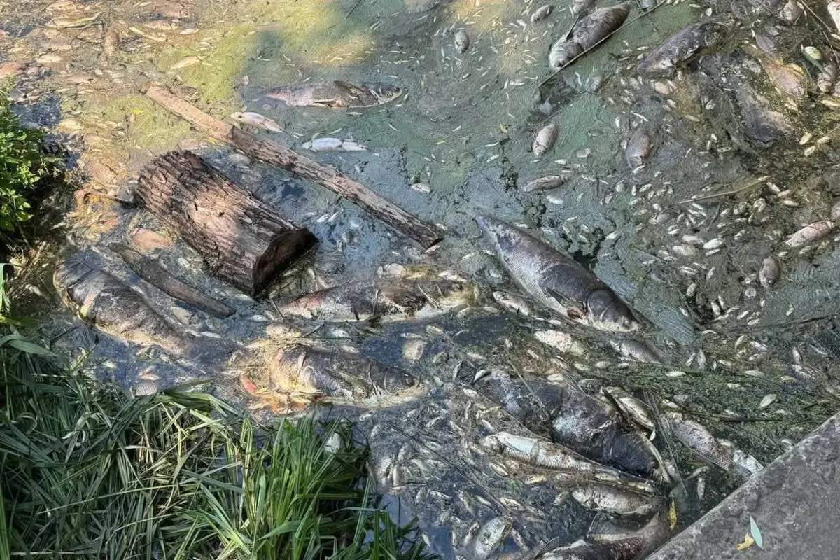 Мор риби на Київщині: фахівці досліджують воду та зразки