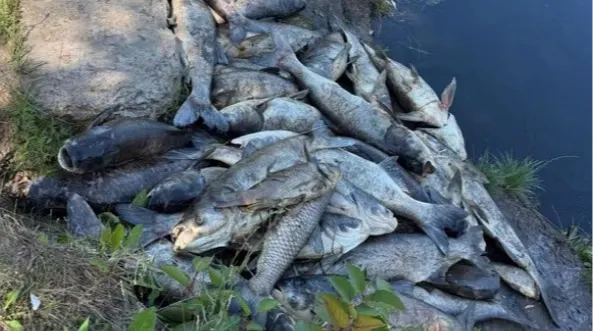 Мор риби на Борщагівці: водойми забруднені стічними водами