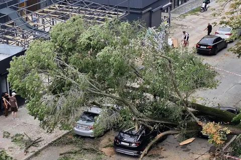 У Борисполі дерево після зливи впало на три автівки