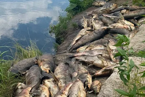 Масова загибель риби у Борщагівці: вода зі свердловин непридатна для пиття