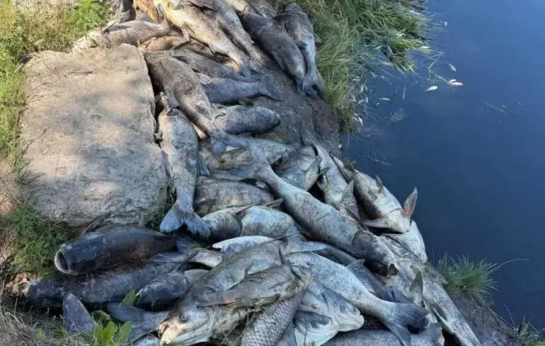 Мор риби на Борщагівці: фахівці відібрали проби, воду підвозять