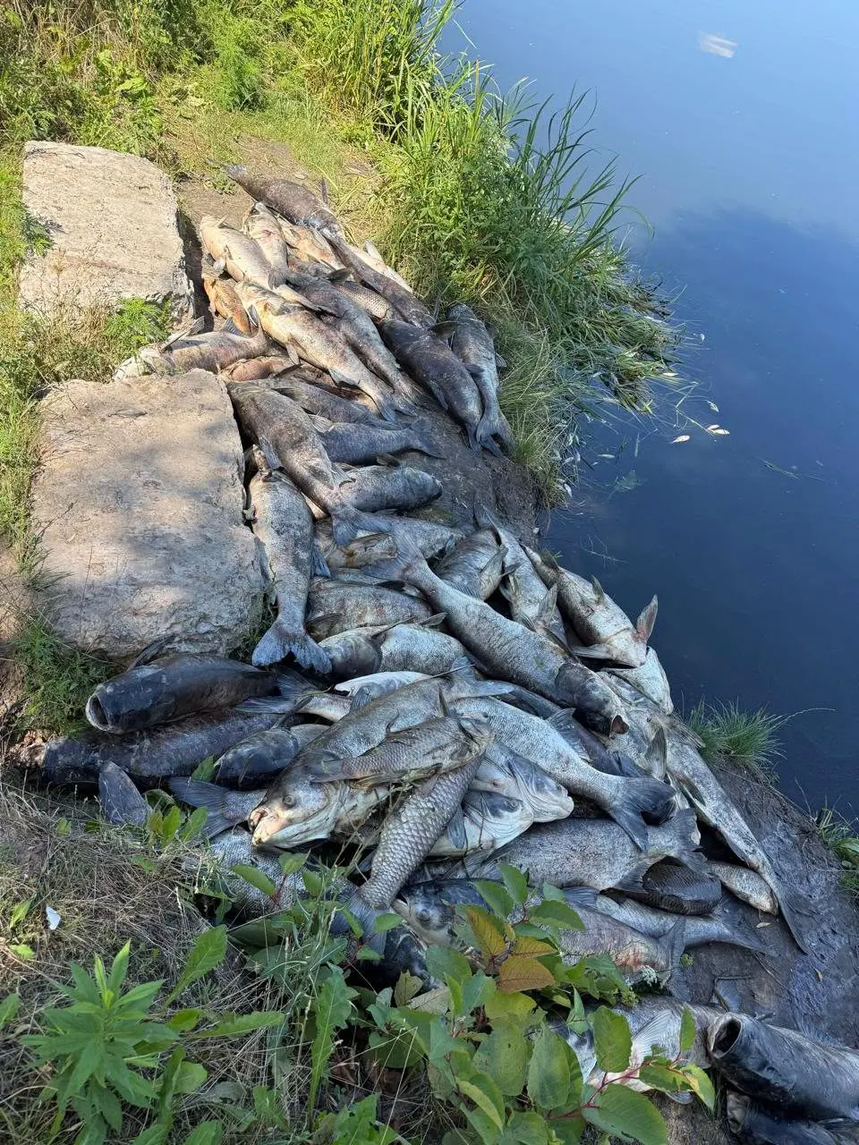 Мор риби на Борщагівці: мешканців просять триматися подалі від водойм