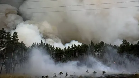 Поблизу Богданів на Київщині ліквідовують масштабну лісову пожежу
