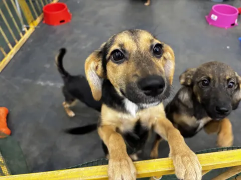 У парку «Тельбін» у Києві відбудеться День адопції тварин