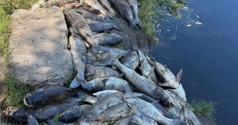 Мор риби на Київщині: у трьох водоймах Борщагівської громади загинуло близько тр